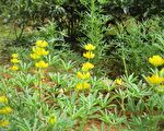 「客家母親花」 戀戀魯冰花15日熱身種植