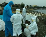 “鸡”同“鸭”讲感染H5N2病毒 彰县防疫破功