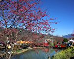 信义樱花季24日登场 假日交管备接驳车