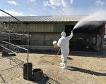台中市首传禽流感疫情    逾千鸭只遭扑杀