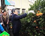 桶柑慢熟、茂谷早出   东势果农怨价跌3成