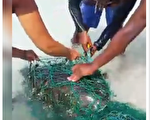 海龟们身陷渔网在岸边挣扎 好心人协助脱困让人好感动