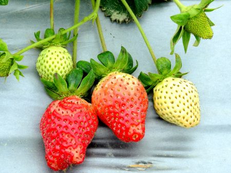 利用酿酒剩下的酒糟不但营养，还可以分解出更多营养素，浇灌在贫瘠的红土中，才能种出无毒友善的草莓。