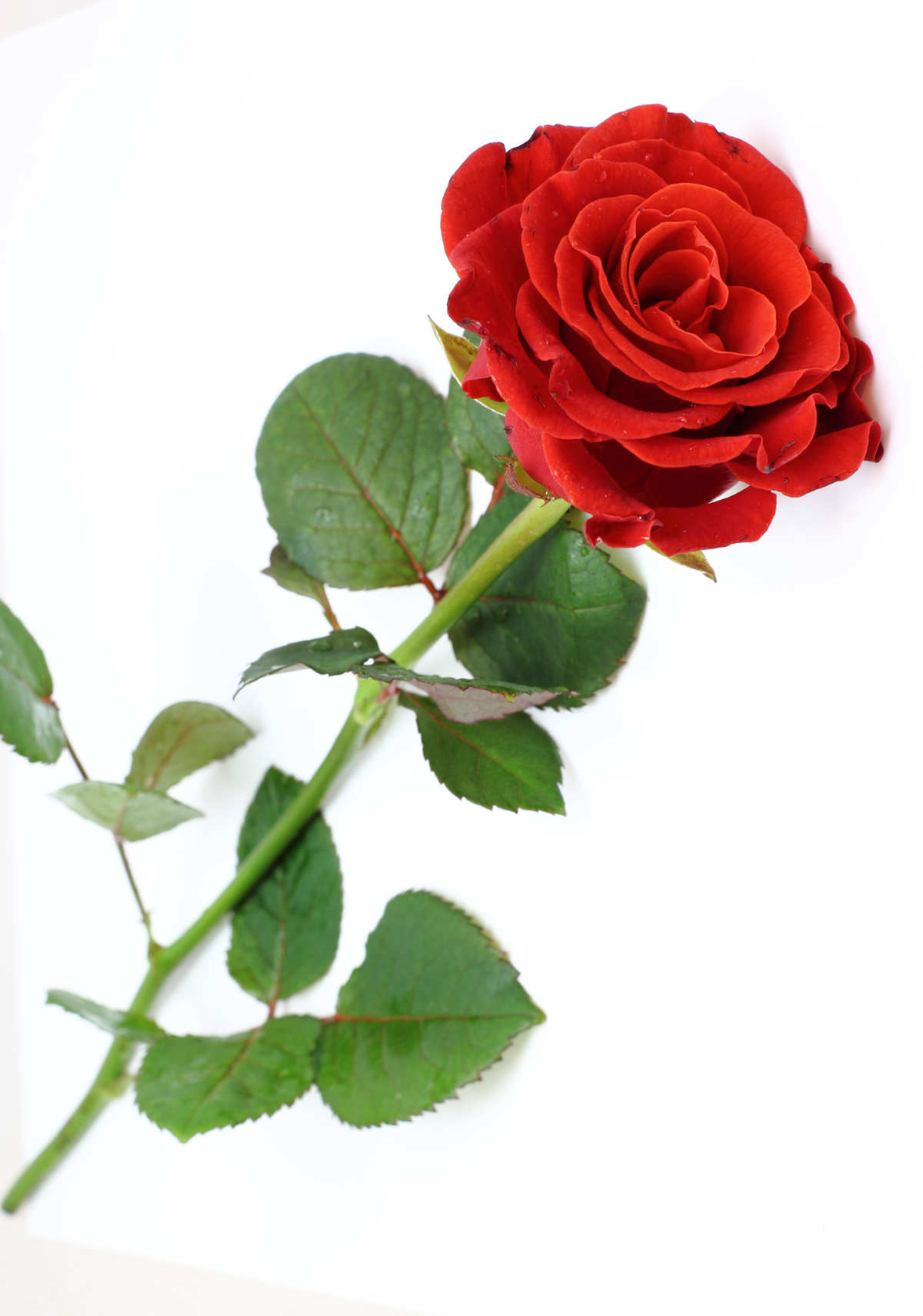 乞丐與玫瑰的故事感動人心| 玫瑰花| 大紀元