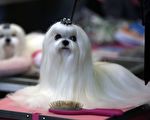 狗狗染发竟被烧伤 兽医的话让人心惊并广传消息