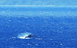 長灘水族館推出賞鯨之旅