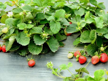 利用酿酒剩下的酒糟营养丰富，浇灌在贫瘠的红土中，能让草莓植株长得强壮不容易生病。