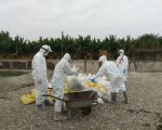 嘉縣H5N2高病原禽流感現蹤