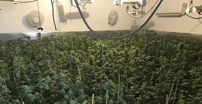 大麻大百科 / 大麻研究会【著】 - 紀伊國屋書店ウェブストア