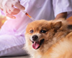 養寵物狗要當心 安省確診兩例犬流感