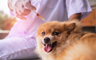 養寵物狗要當心 安省確診兩例犬流感