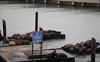 海狮安家旧金山渔人码头28年 新年现观赏潮