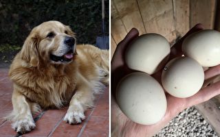主人把一枚生雞蛋塞進黃金獵犬嘴巴 下一刻牠的表現爆笑