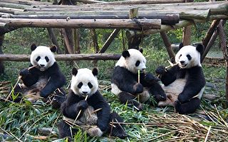 多伦多熊猫1家4口即将离开 到卡尔加里定居
