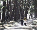 漫步松林小径 体验韩国冬日风情