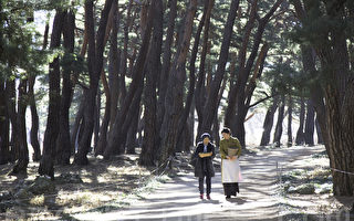 漫步松林小径 体验韩国冬日风情