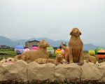狗狗全家福入花田 旺旺迎新春