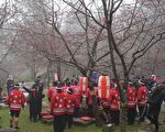 寒流催促樱花盛开 过年南投赏花逛灯会