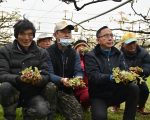 湿冷寒流侵袭 上将梨穗受重创
