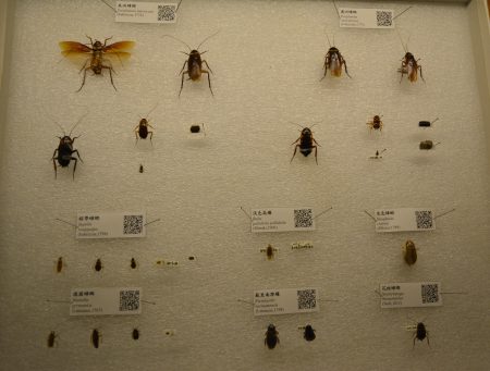 《我家蟲住民》特展展出的各國不同品種蟑螂標本。