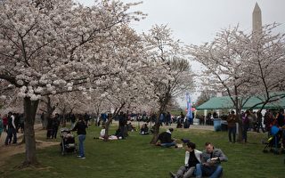 天气温暖 华府樱花是否提前盛开？