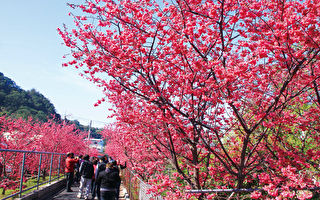 泰安樱花季周末展开  假日赏樱接驳车启动