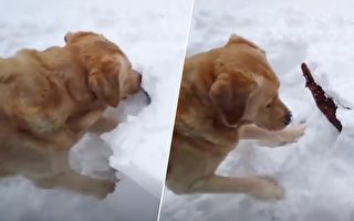 雪后 主人带狗狗走出去遛弯 它从雪里挖出的宝贝 太惊喜
