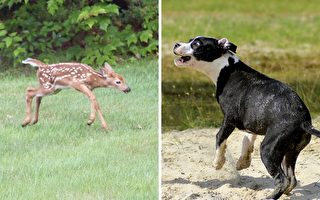 【影片】鹿宝宝找狗狗决斗 过程爆笑 究竟鹿死谁手呢？