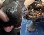 動物園首次公開河馬寶寶罕見瞬間 可愛到融化
