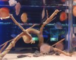 亞太水族中心 結合科技展現水族實力