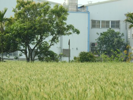 今年大雅种植了100公顷的小麦，产量很高，虽然鸟害很严重，总产量也有25万公斤左右，仍可以交给金门农试所21万公斤的麦种。