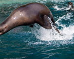 險被勒死 海獅獲溫水族館營救