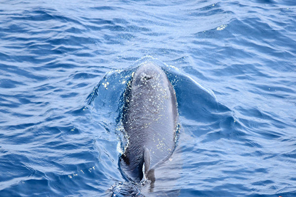 花莲海洋调查志工出海 巧遇30只伪虎鲸家族