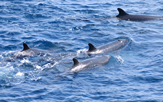 花蓮海洋調查志工出海 巧遇30隻偽虎鯨家族