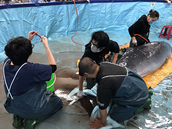 台灣小學設鯨豚救護站 抹香鯨擱淺即刻救援