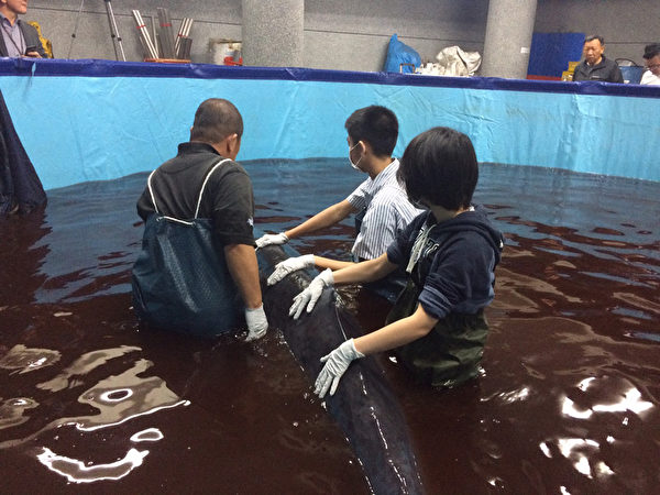 台湾小学设鲸豚救护站 抹香鲸搁浅即刻救援