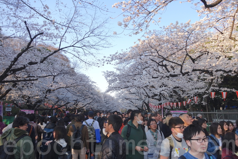 组图 樱花满开东京上野公园人潮挤爆 赏樱 大纪元