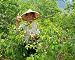 花蓮富里青梅契作首航  農遊縱谷好食機