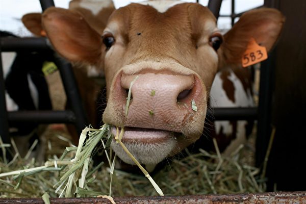 改变牛肠道细菌可增肉量减污染