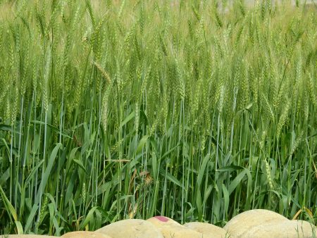 大雅种植的小麦是台中选2号，发芽率在百分之80以上，长期与金门农试所签订合约。