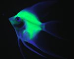 新型生物萤光可在体外发光