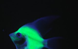 新型生物螢光可在體外發光