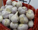 云林拟订六大措施平稳蒜价 助蒜农