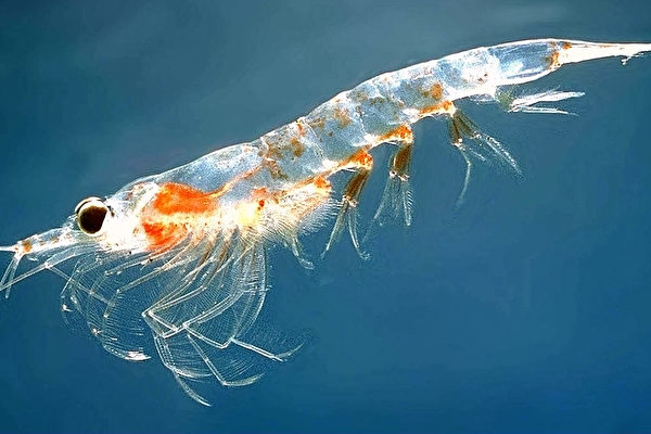 磷虾将微塑料当 美食 或解海洋污染难题 海洋塑料污染 格里菲斯大学 南极 大纪元