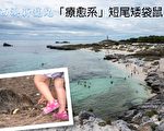 西澳新宠儿“疗愈系”短尾矮袋鼠