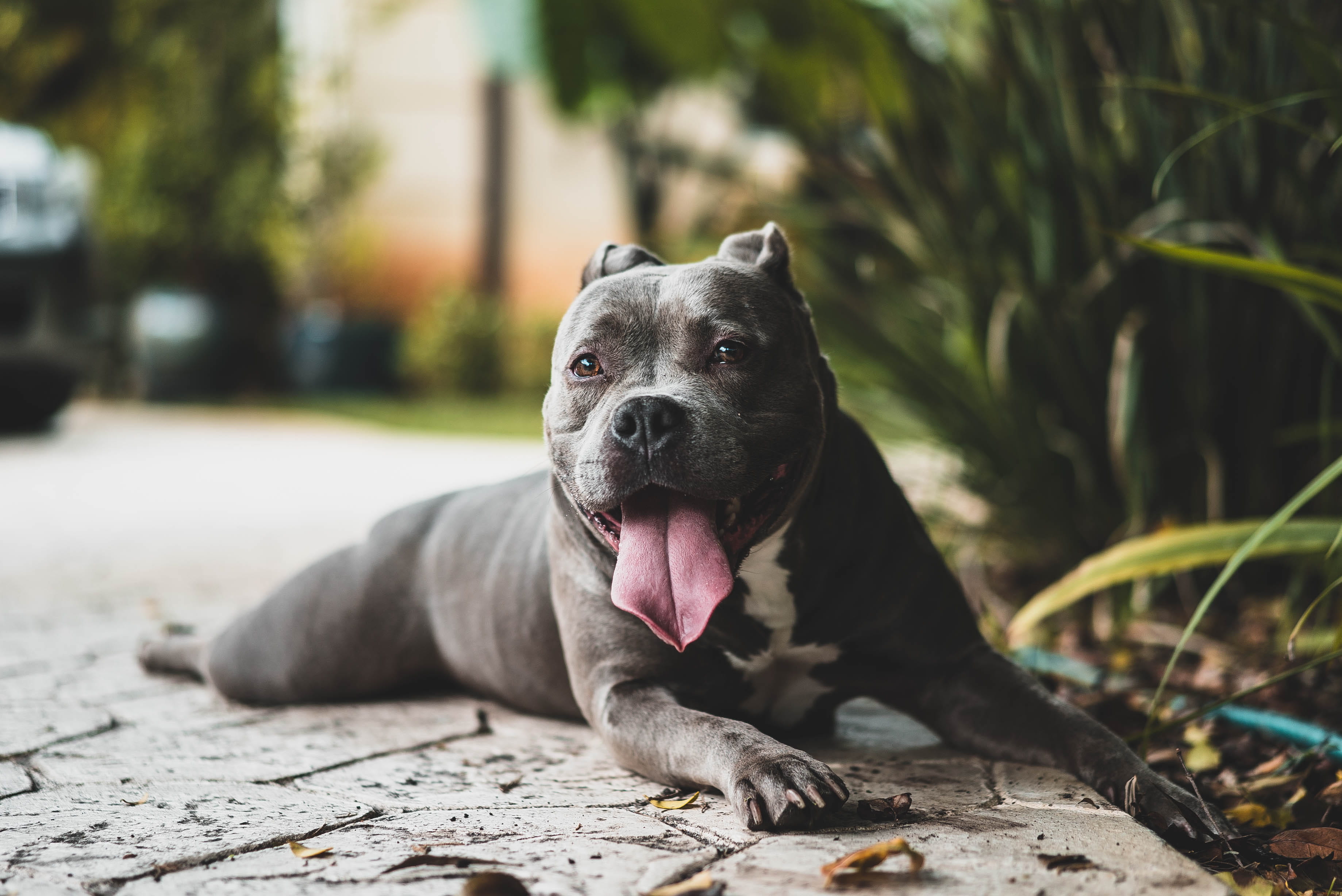 Pittbull Wallpapers (52+ images)
