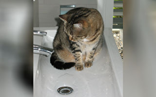 害怕入浴的母貓在洗澡時叫出「一句話」 主人驚呆了