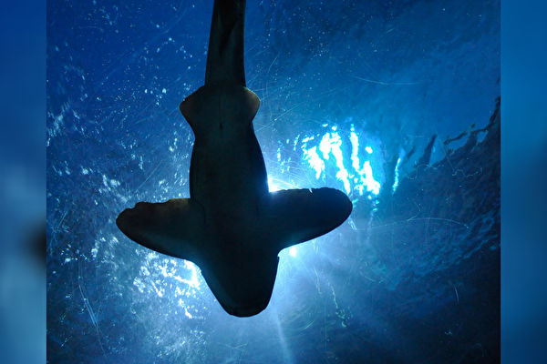 鲨鱼利用地球磁场导航