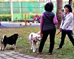 四家有一家養寵物    中市提升認養追蹤率