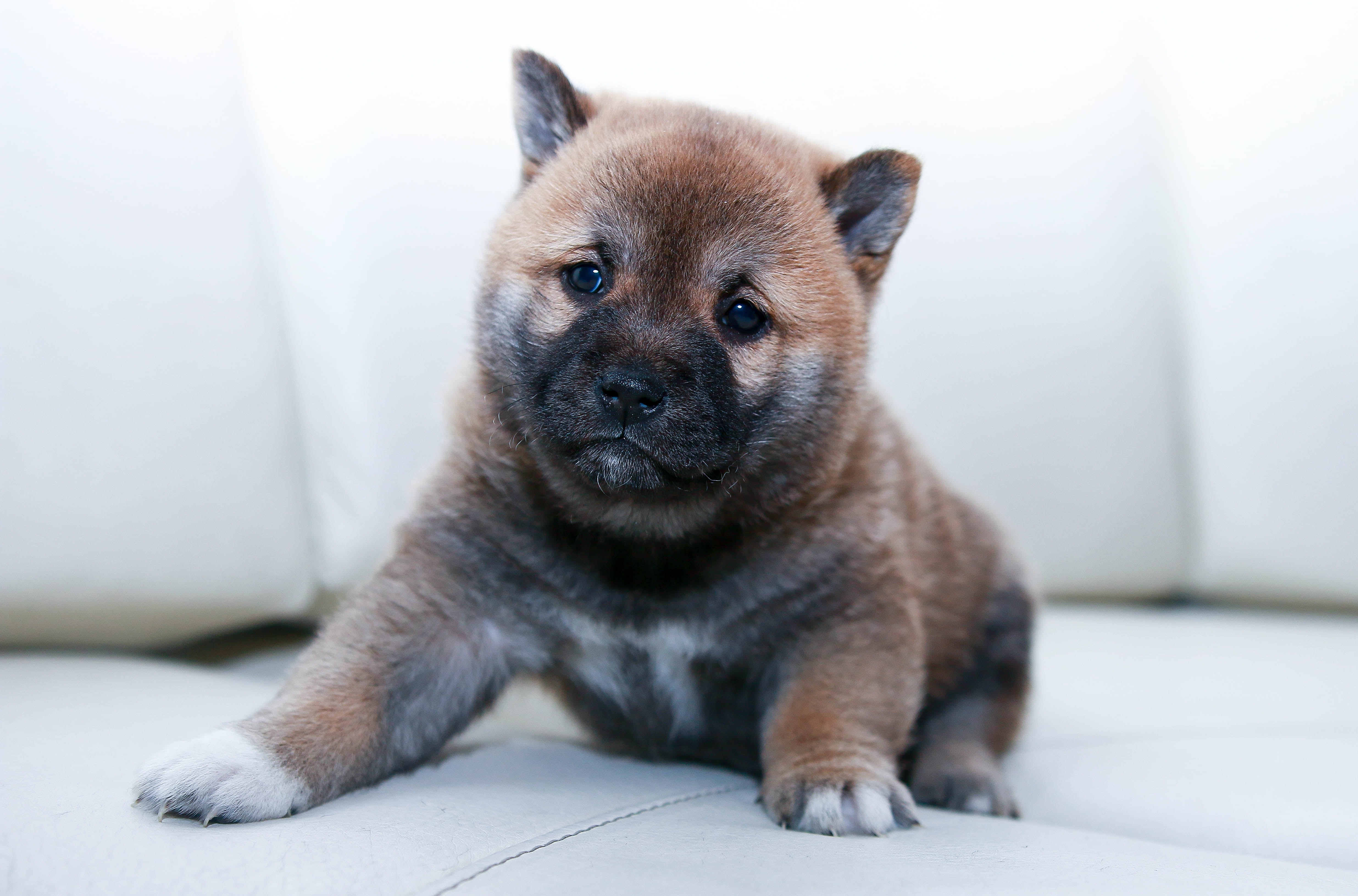 小柴犬不敢跳下沙发 主人这么教 看了好暖心 狗狗 大纪元